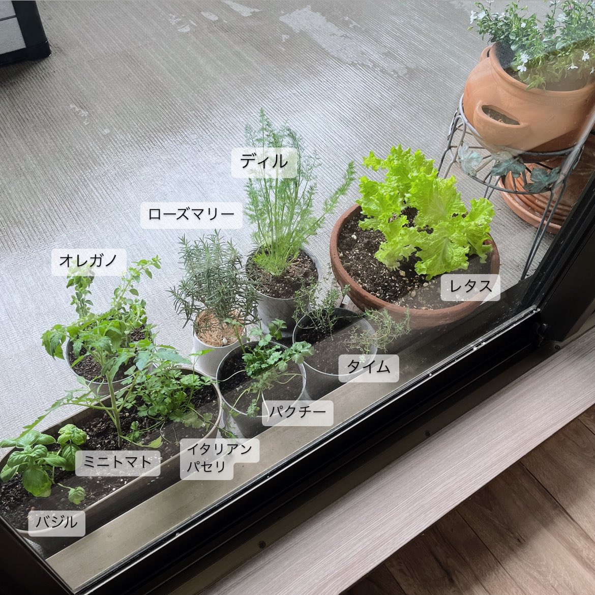 ベランダからハーブを収穫して
料理にちょい足しするのにハマる。
窓開けてパッと採れるのが便利だ… 