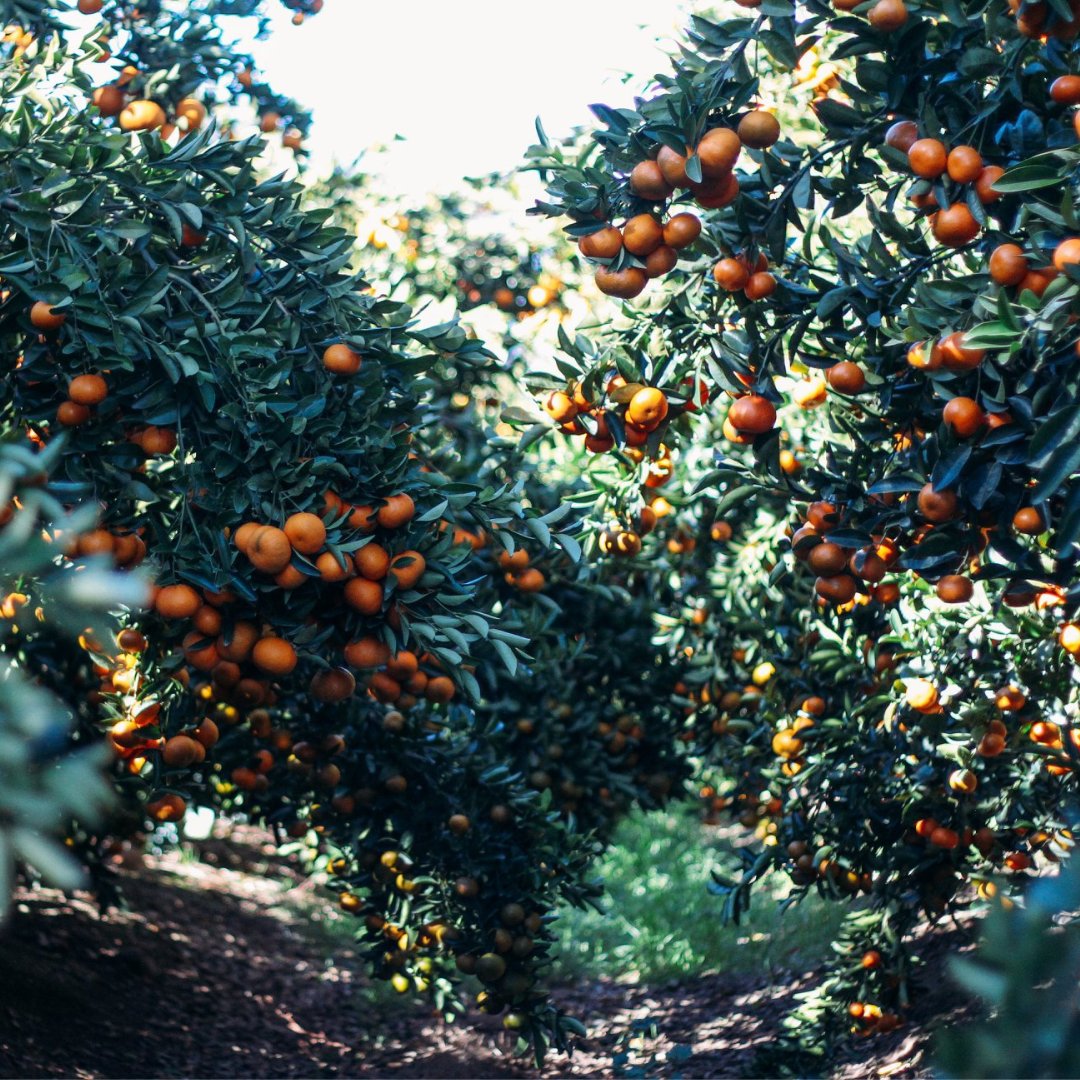 Happy Earth Day! ClemenGold proudly celebrates sustainability and is committed to growing mandarins responsibly. Let's protect our planet today for a better tomorrow!  

#EarthDay2023 #ClemenGold #ClemenGoldmandarins #GoForGold  #LanguageOfLove #CitruAtItsBest #GoldenMoments