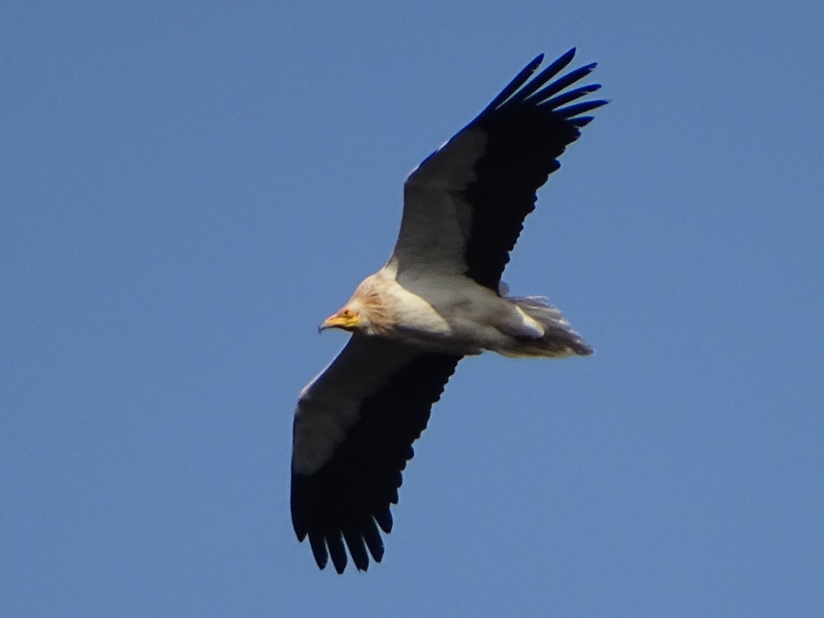 Ya están aquí los ALIMOCHES /Neophron percnopterus/, uno de nuestro buitres más bonitos y diferentes. Ya están preparando el nido en un cortado de muy difícil acceso. A ver si les dejamos tranquilos y todo sigue su curso #birds