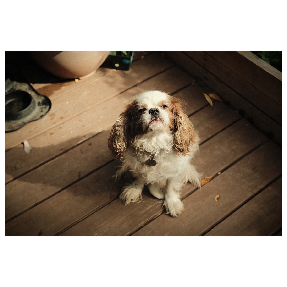 mattfieldsphoto's tweet photo. Useless muppet.

He enjoys catching his own fur floating in the sun rays after he shakes it loose.
📷 X-T3 + XF33mm f/1.4

#dogs
#muppet
#fujifilm
#filmsimulation
#xt3

#xf33mmf14
#fujinon 
#35mm
https://t.co/hUhxelRrUn https://t.co/Ni8xF0i3y9