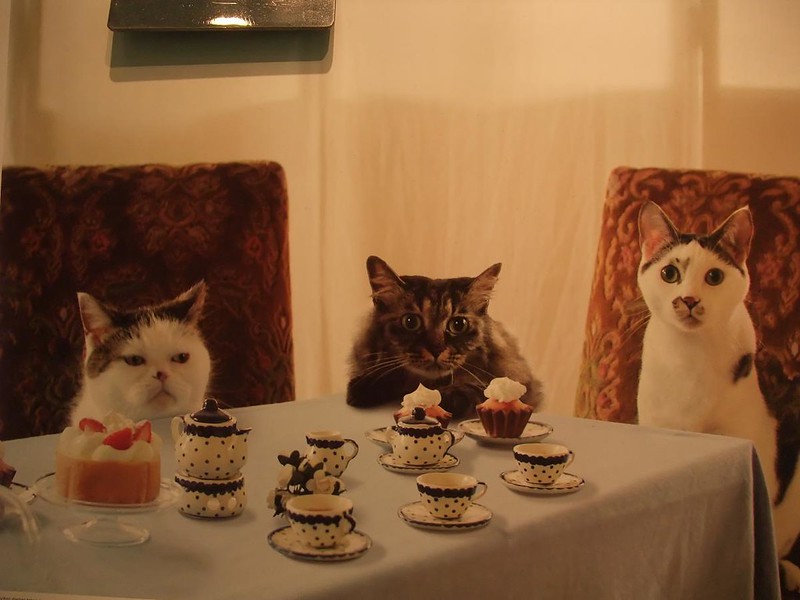 'The tea in this tea room doesn't have any 'nip in it. Also, these desserts are fake. Waitress!'  😹😹
#NationalTeaDay #Cats 

@ThePhilosopurr @GeneralCattis @HarryCatPurrs @CatFanatic9 @LuminousNumino1 @TERRYW_UK @PeterRABBIT67 @briano29 @eliznoelle @EringoB02429272 @lymeist