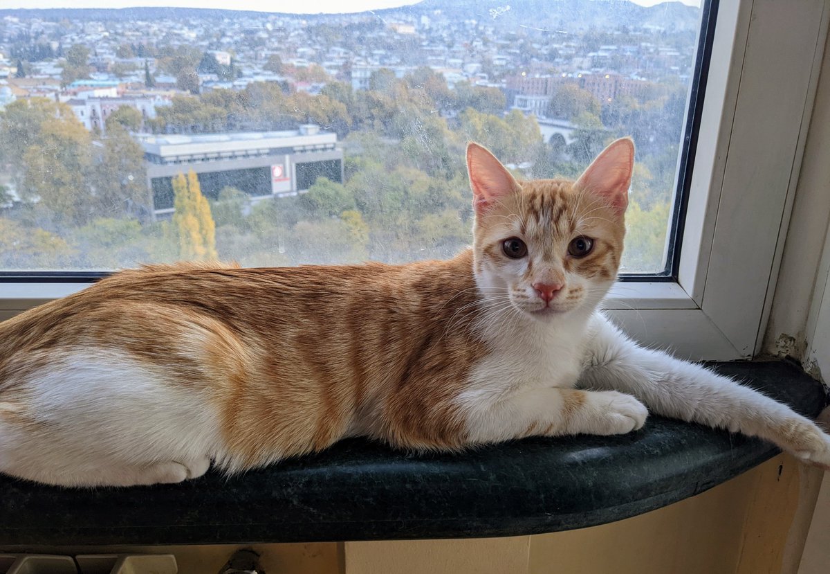 merj's tweet photo. Looking for a foster home for Feisty in #Munich or #Warsaw from July to October. He will be traveling with me during this year's #GlobalDialogue4Justice and #Fly4Justice. He is an adorable #kitten and will be a fun addition to your home this Summer. Please DM me if you can help. https://t.co/h04s88pF5C