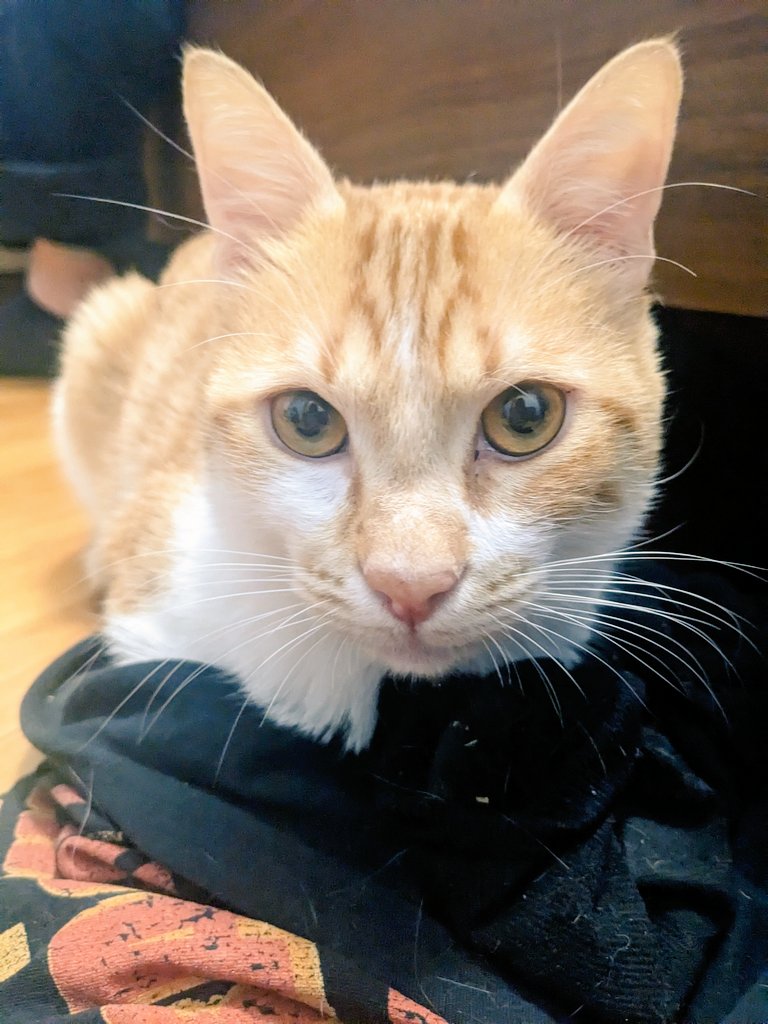 merj's tweet photo. Looking for a foster home for Feisty in #Munich or #Warsaw from July to October. He will be traveling with me during this year's #GlobalDialogue4Justice and #Fly4Justice. He is an adorable #kitten and will be a fun addition to your home this Summer. Please DM me if you can help. https://t.co/h04s88pF5C