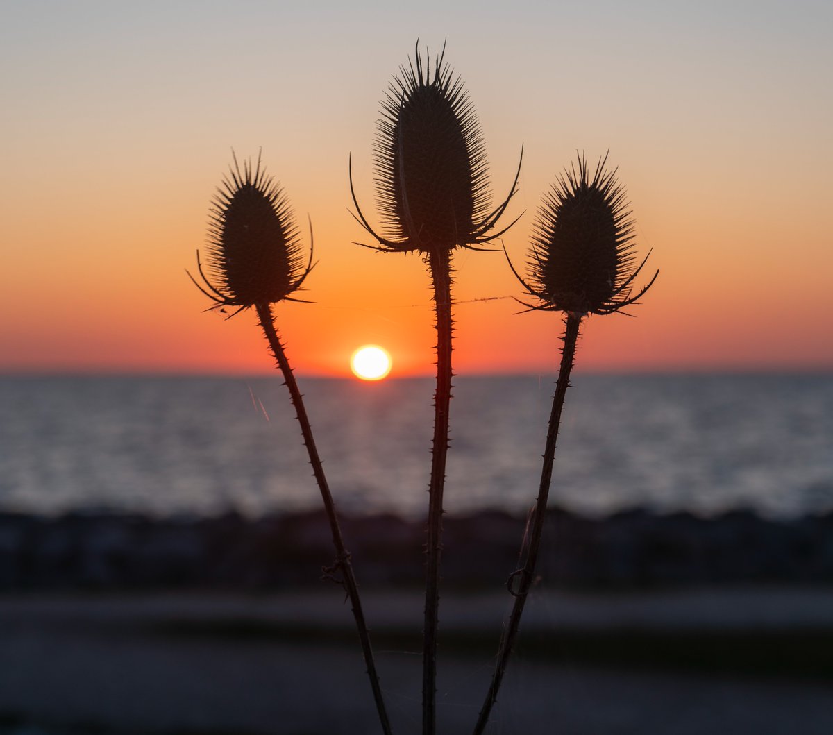 DorteHedengran's tweet photo. This beautiful morning at the Baltic Sea☀️
#Denmark #NaturePhotography #SonyAlpha #photooftheday #April22th #SaturdayVibes #SaturdayMorning #Saturday #sunrise
📸Dorte Hedengran https://t.co/WaX3uNcbox