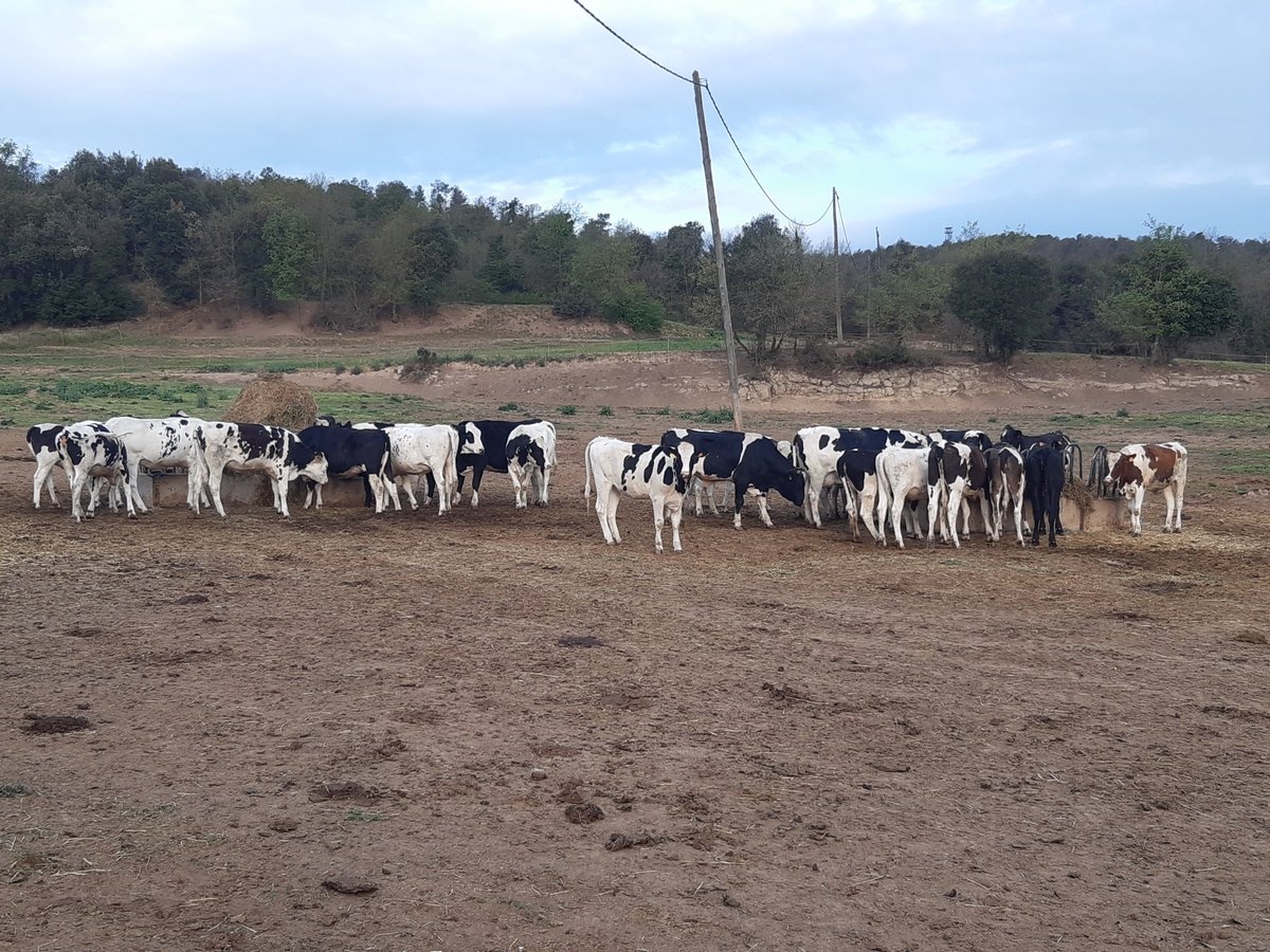 Haver d'omplir les menjadores de les vedelles quan, de normal, a l'abril haurien d'estar pasturant. Això, si no plou, té els dies comptats. La falta de farratges i aigua repercutirà directament al linial de venda de manera immediata. #Proximitat #AiguaJa #Ruïna