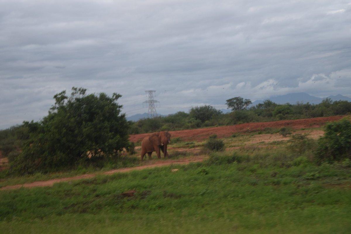 drbimalkhadka's tweet photo. IPPNW BIKETOUR KENYA 2023
DAY 3: We encountered lots of elephants, monkeys, birds during our ride and pedaled 40 km, stopped at Tsavo national park for breakfast.
60 km more to go.
#ippnwbiketour2023
#ippnwbiketourkenya2023
#bikeforban
#healththroughpeace
#ippnwkenyacongress https://t.co/rdlotv6vog