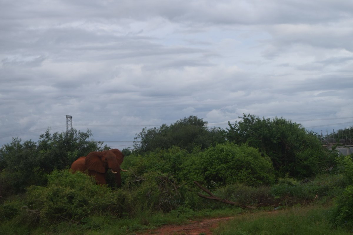 drbimalkhadka's tweet photo. IPPNW BIKETOUR KENYA 2023
DAY 3: We encountered lots of elephants, monkeys, birds during our ride and pedaled 40 km, stopped at Tsavo national park for breakfast.
60 km more to go.
#ippnwbiketour2023
#ippnwbiketourkenya2023
#bikeforban
#healththroughpeace
#ippnwkenyacongress https://t.co/rdlotv6vog