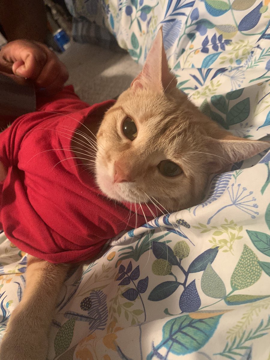 katiejo____'s tweet photo. my sweet baby is so high on these meds 😭😭 https://t.co/DpCZRhMKuL