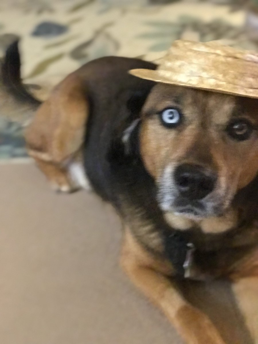CrownedGuenon's tweet photo. @bunsenbernerbmd Buster was named after Buster Keaton, "the great stone face". He even looks good in a porkpie hat! https://t.co/dgtxRrDNJx