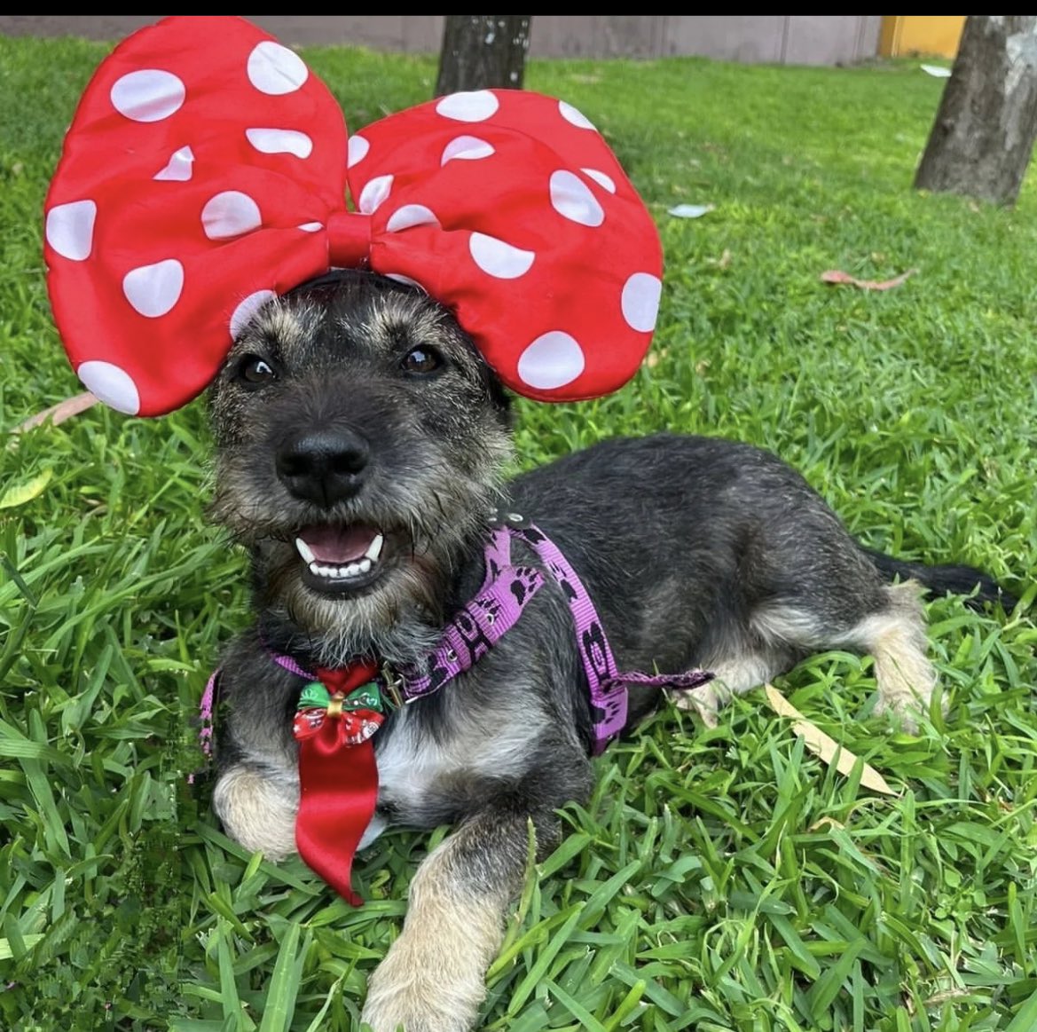 ticnt_'s tweet photo. Posiblemente vieron a dulce en los mil posts que colgaron cuando se perdió y estuvo corriendo por todo Lima, la abandonaron en un mercado y por buscar a su dueño casi la atropellan más de una vez. Solo tiene 1 año 1/2, lleva 6 meses esperando:(
941941215 https://t.co/GCr9JukCEt