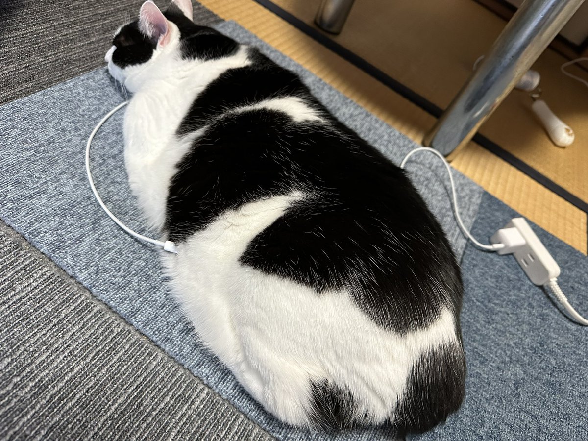 __maro___'s tweet image. 充電中…30%
#たまたま
#ハチワレは世界を救う協会 
#ライトニングケーブル
#猫のいる暮らし