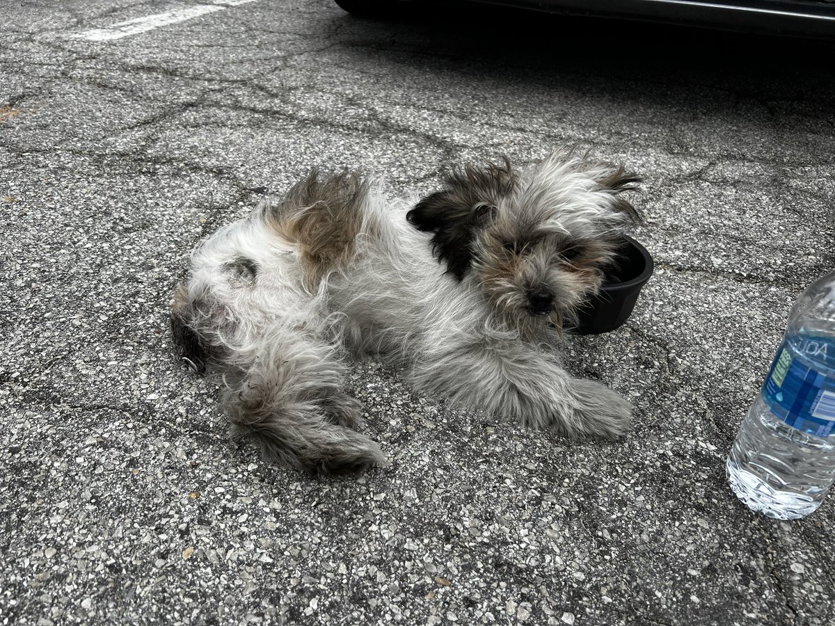 CarrieGillaspie's tweet photo. thank you to everyone who has shared my video of the puppy stuck in the car engine story! Her name is BonBon &amp; she’s still recovering.❤️‍🩹 if you can, please consider donating to her ongoing medical care. she’s lucky to be alive❤️🐾

https://t.co/DiwuODE80A https://t.co/XtDisVkaN5