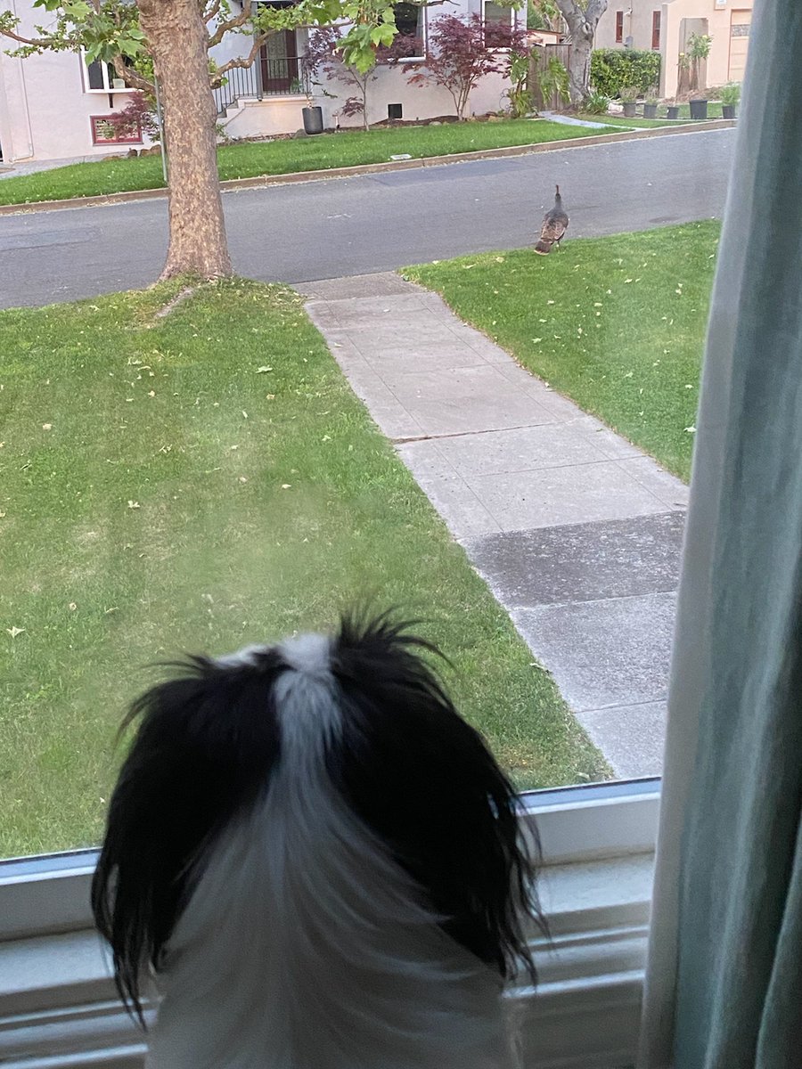 If you need a distraction from this week ...

Yardley seriously is interested in what that wild turkey. 
#dogsoftwitter #japanesechin