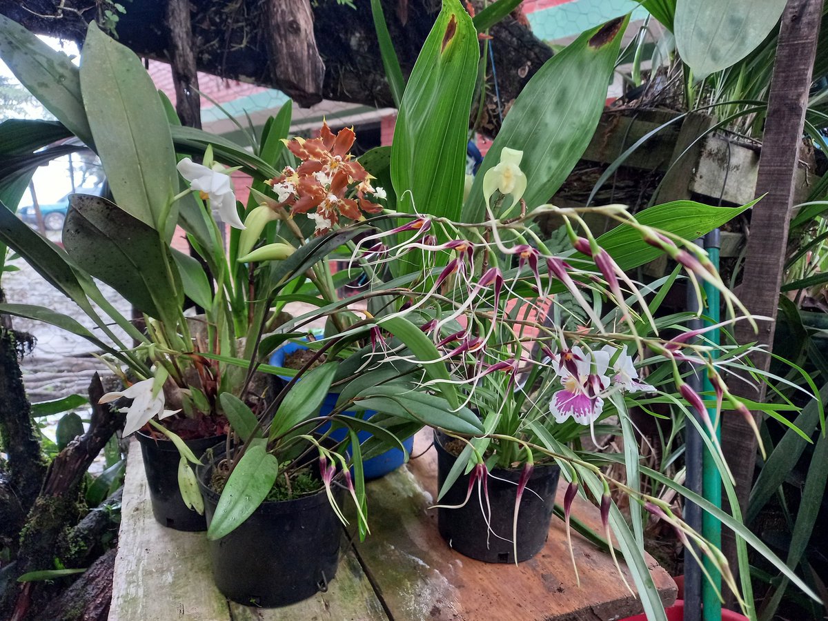 HeinerAcosta2's tweet photo. 🥳 Sensacional Rifa
💲Valor del cupo: *$10000*
CINCO HERMOSAS ORQUÍDEAS :
Esta sensacional rifa juega el 6 de mayo con las ultimas dos cifras de la loteria de boyaca
Medios de pago 
Bancolombia y
Daviplata 
https://t.co/idQyPQzERu https://t.co/Pia42TQ60j