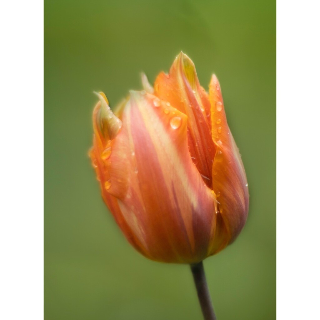 Tulips #tulips #tulipsofinstagram #orangeflowers #inmygarden  #cupoty #sheclicksnet #amateurphotography #amateurphotography #garden #gardenphotography #springflowers #singleflower instagr.am/p/CrTlk0Sqzvj/