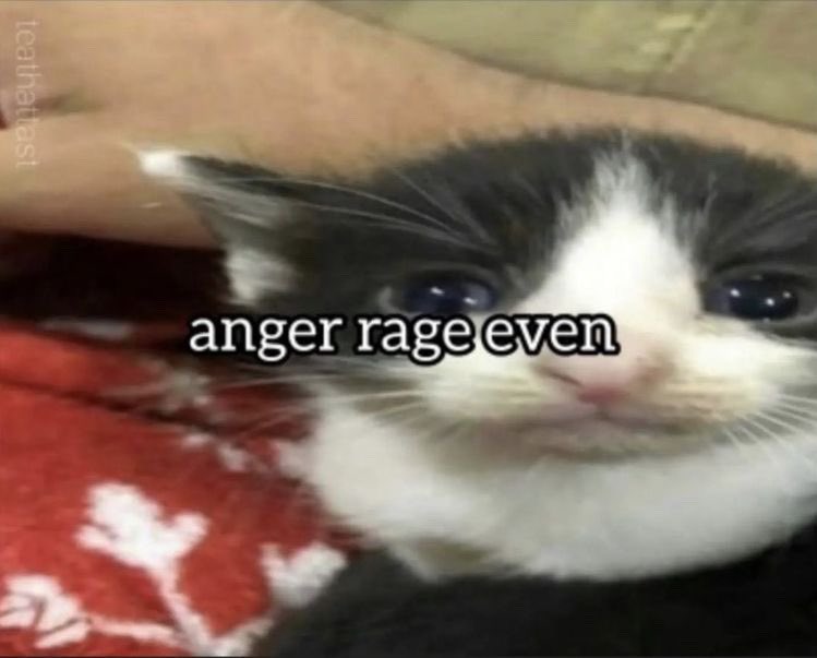literallymecats's tweet photo. https://t.co/Ow1aWcmRhl