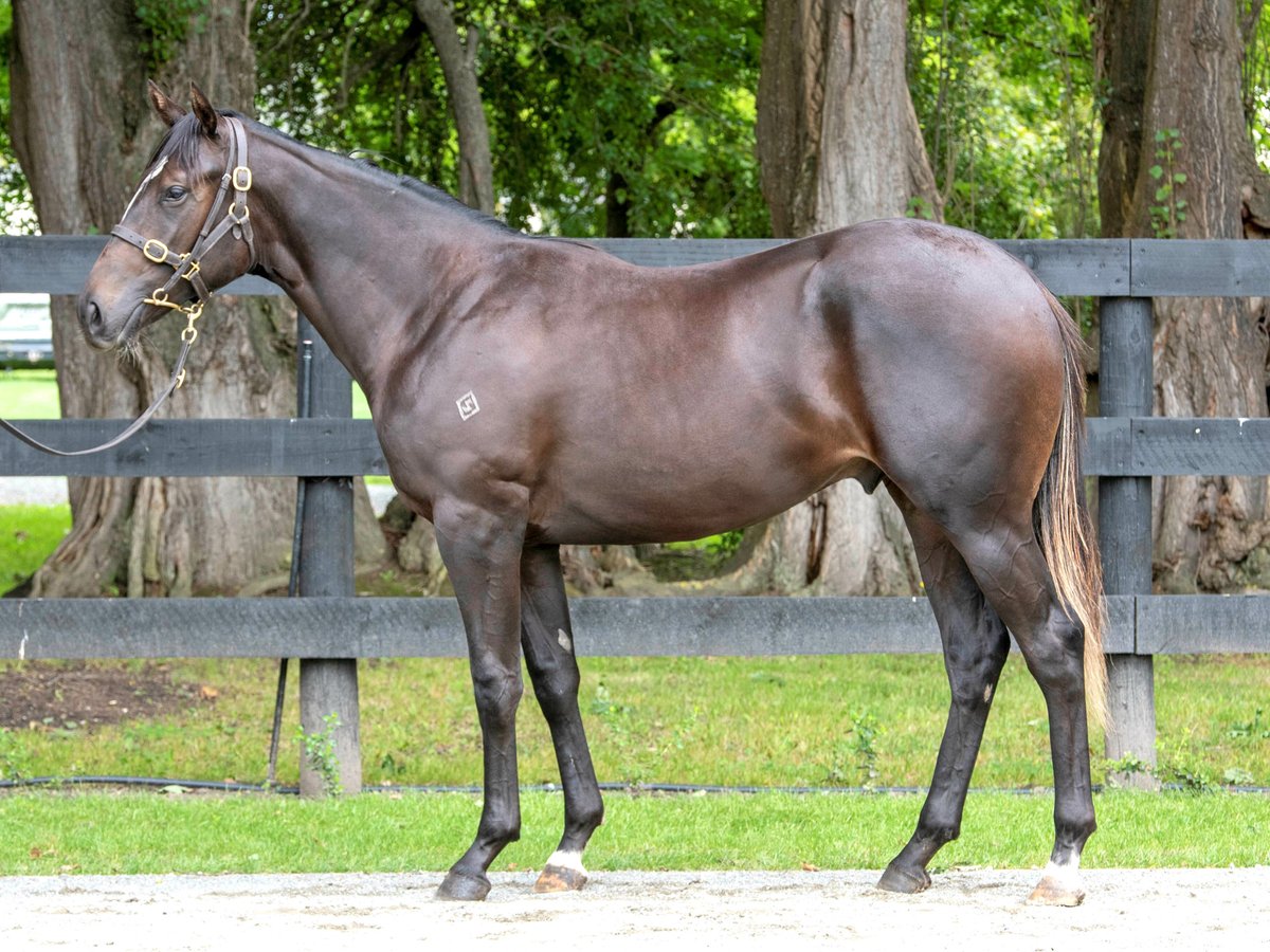 anz_news's tweet image. A fifth SH winner for @OaksStud's U S NAVY FLAG (War Front) as Penvose Lad (2 g ex Parmalove by Snitzel) wins at start 2⃣

He was an $80k Champagne Racing buy from the draft of @InglewoodStud at @KarakaChat 🥂