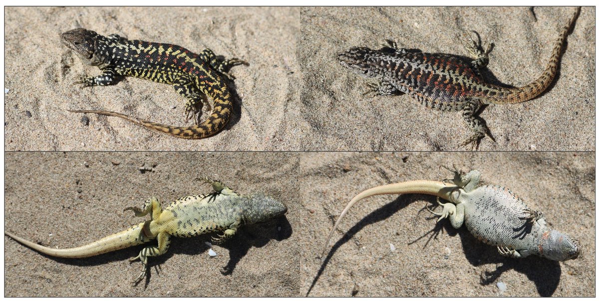sauropaulus's tweet photo. Nuevo #Liolaemus, L. attenboroughi, descrito por investigadores argentinos para Chubut, Patagonia, llamada en honor al famoso divulgador naturalista británico y casi centenario, Sir David Attenborough. https://t.co/AxnKHBn6Zp https://t.co/n8OhTAnr5E