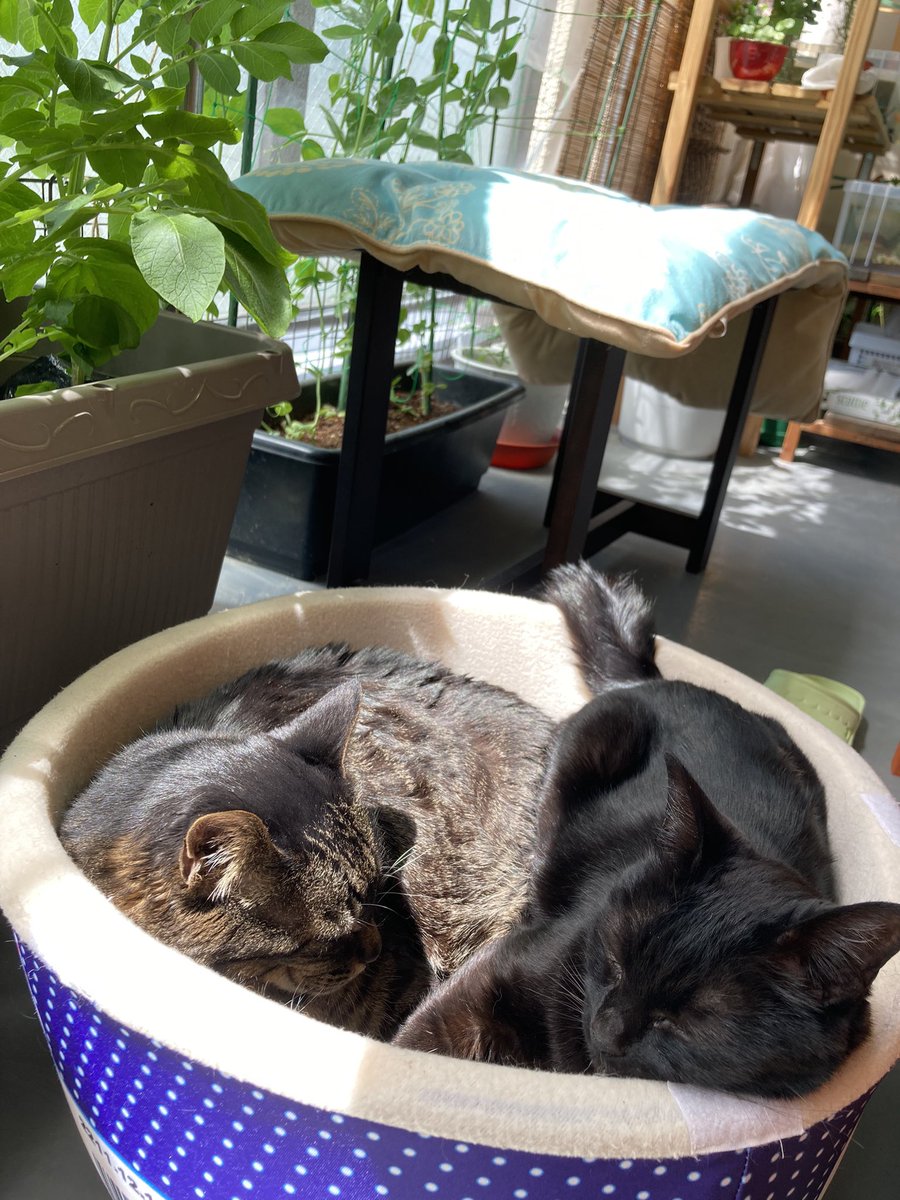 harurara072's tweet photo. 今日はポカポカ良い天気☀️

ひなたぼっこも気持ち良さそう〜😻
あれ？いつの間にか、一緒に💕
#ねこ　#日向ぼっこ https://t.co/dmfqN4JjSo