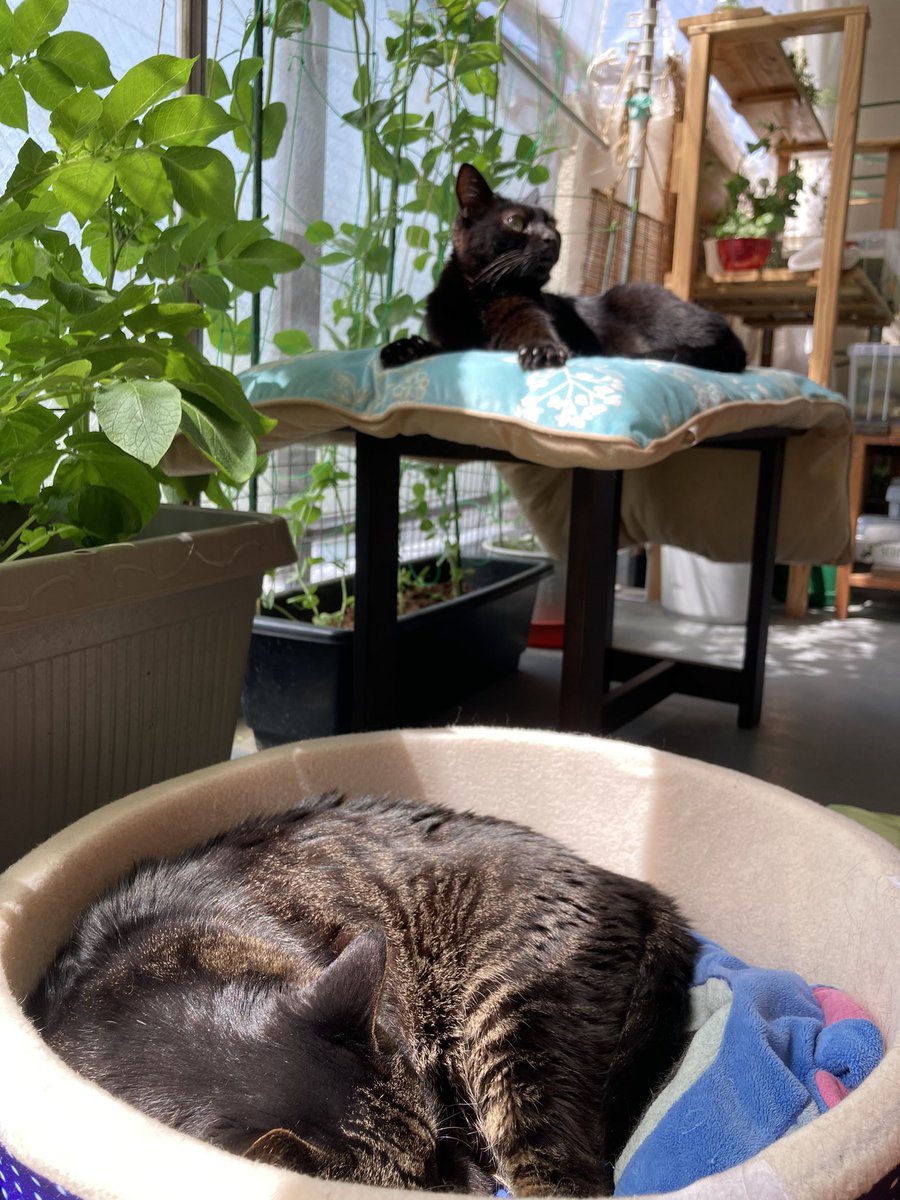harurara072's tweet photo. 今日はポカポカ良い天気☀️

ひなたぼっこも気持ち良さそう〜😻
あれ？いつの間にか、一緒に💕
#ねこ　#日向ぼっこ https://t.co/dmfqN4JjSo