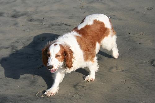 RandomDowg's tweet photo. Here's your Daily #Dog ! #Spanielwelsh #randomdowg https://t.co/gjcWkN9FHD