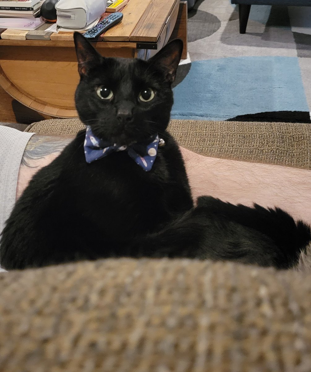 AllanHamsteak's tweet photo. @TheCatSenate I wears a tie always. #DapperBoy https://t.co/AeSCkectc7