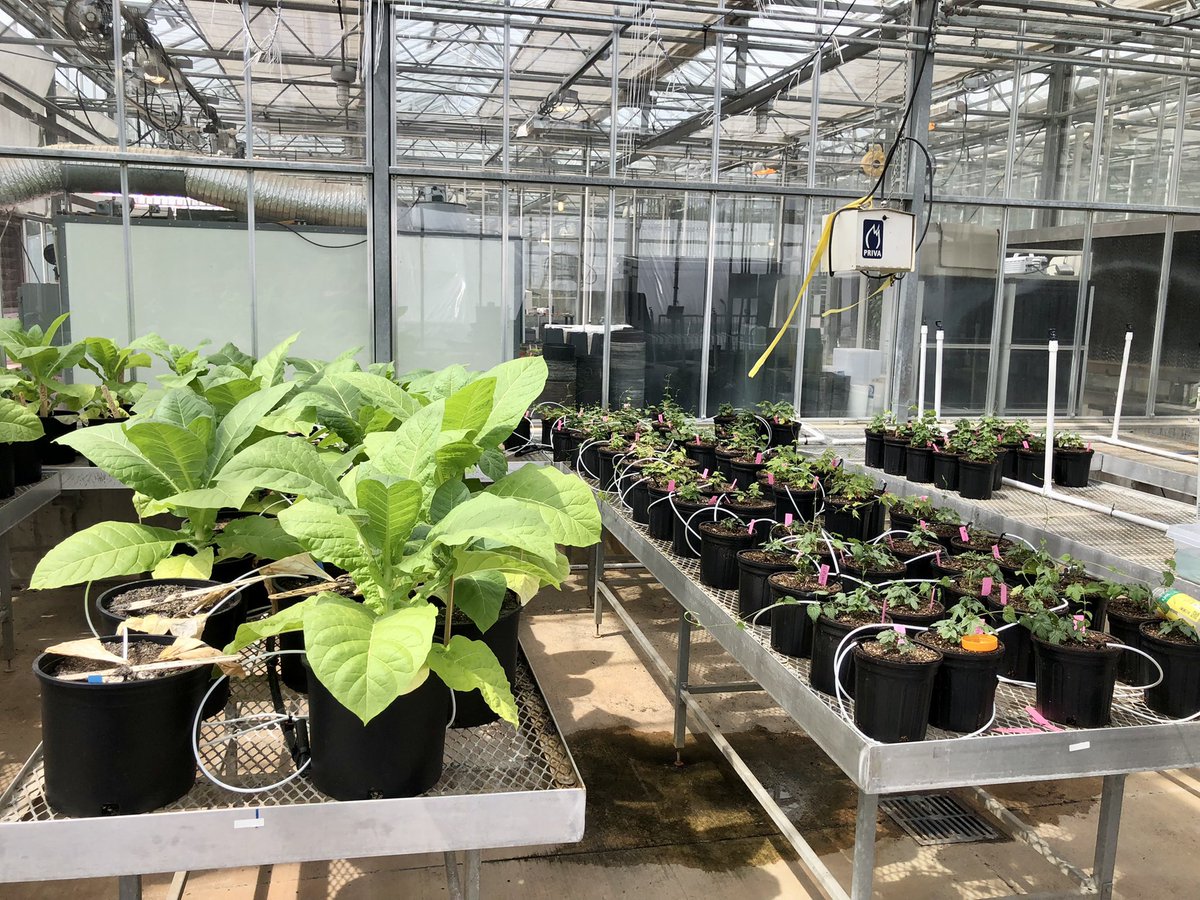 PlantDiseaseGuy's tweet photo. Current greenhouse situation. @Akaplantpath’s killing tobacco with Phytophthora, &amp; @alyamanita’s growing healthy hops - on purpose. The latter is unusual for us 😁 https://t.co/KYbCDqAvS2