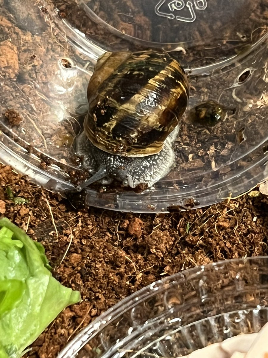 Hello everyone!!! Meet Titania and Oberon!!