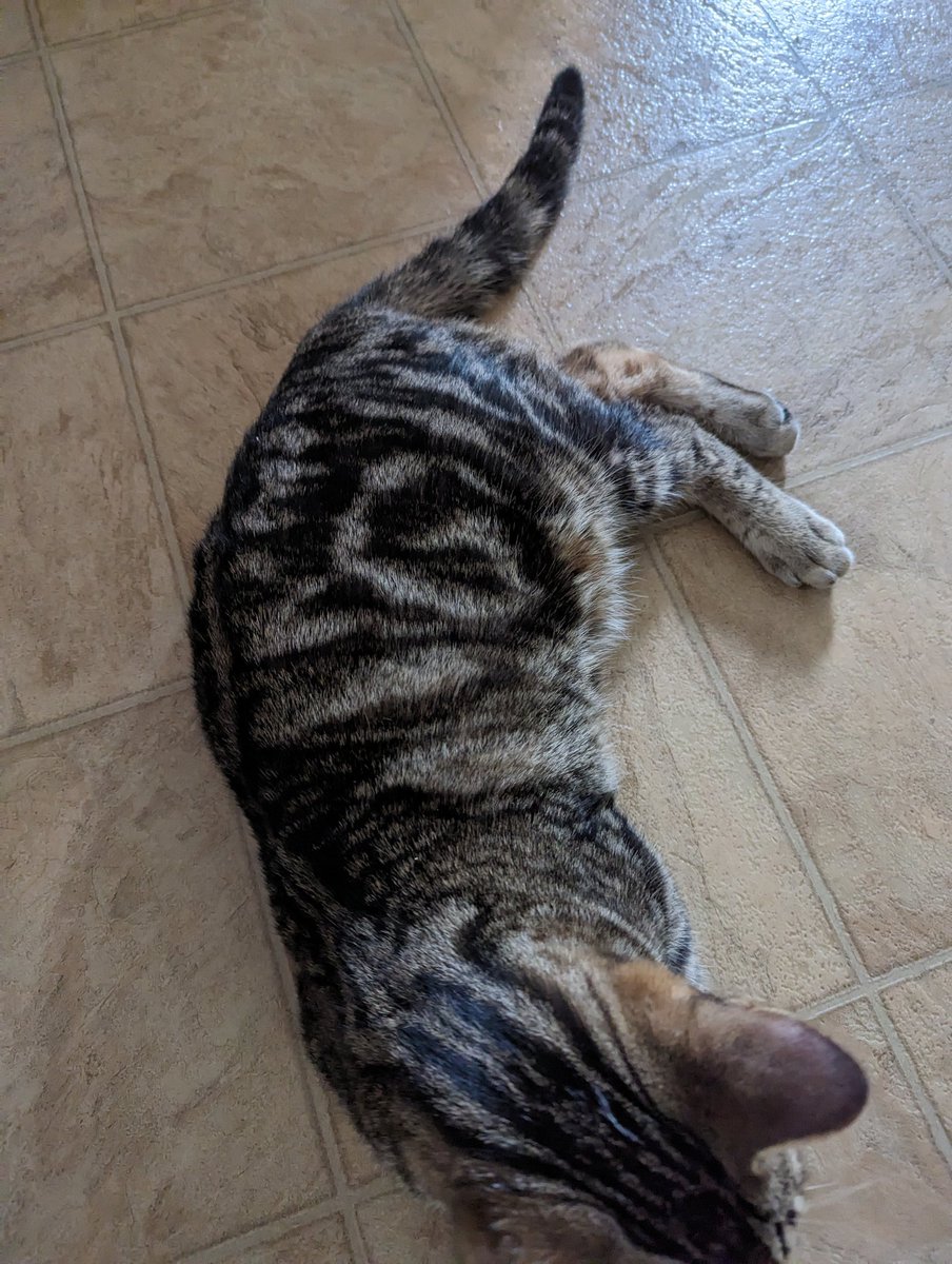 Kulta was always meant to be Garrett's cat. He's got a G on him.