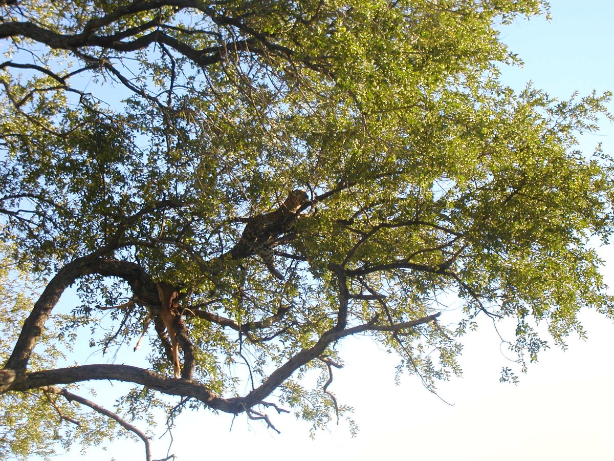 KillaCurves's tweet photo. @BowTiedBroke We were 30' away and watched this Leopard drag a Impala up the tree. You could hear it rip the fur off and crunch the bones as it ate the kill. We were the lucky Americans who got to see all the cool shit. https://t.co/yyVHLNDBrv