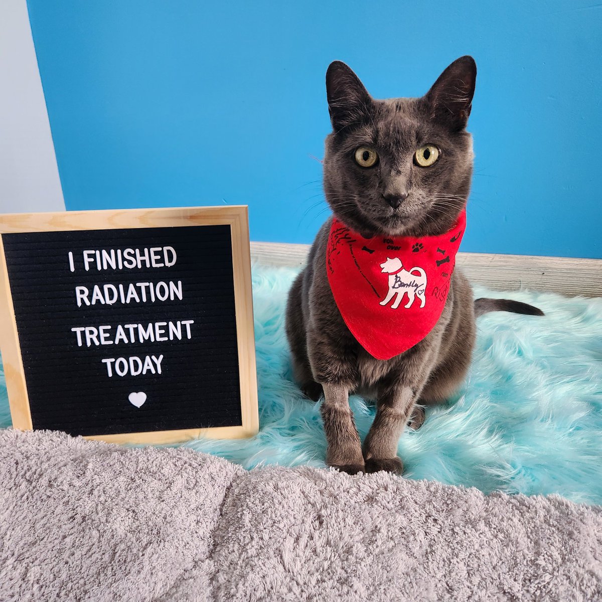 tidbitsoftiff's tweet photo. Bentley finished his radiation treatments today for his brain tumor! While this will not cure him, we hope it will shrink the tumor and give him continued good quality of life for longer than he would have otherwise. 🙏 #CatsOfTwitter https://t.co/h04xl5obSg