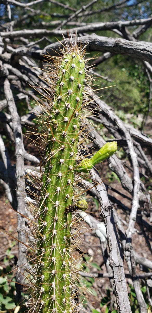 tunasdelsur's tweet photo. Collecting in #Catinga and São Francisco's dune systems is a mix of off-road adventure, gorgeous flora, adaptations and convergences! A glance in the photos: Passiflora luetzelburgii, Arrojadoa penicillata and Brasilicereus estevesii. https://t.co/L4P6UEzTgk