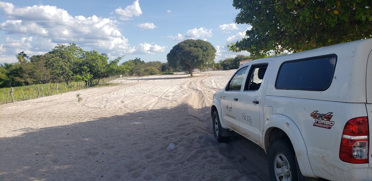 tunasdelsur's tweet photo. Collecting in #Catinga and São Francisco's dune systems is a mix of off-road adventure, gorgeous flora, adaptations and convergences! A glance in the photos: Passiflora luetzelburgii, Arrojadoa penicillata and Brasilicereus estevesii. https://t.co/L4P6UEzTgk