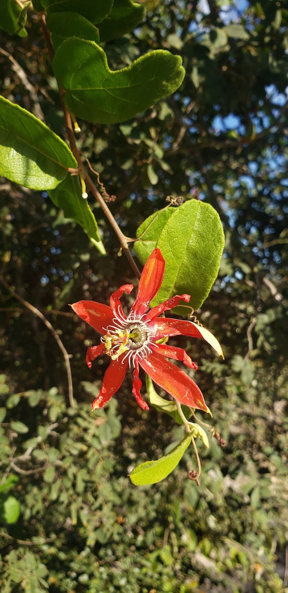 tunasdelsur's tweet photo. Collecting in #Catinga and São Francisco's dune systems is a mix of off-road adventure, gorgeous flora, adaptations and convergences! A glance in the photos: Passiflora luetzelburgii, Arrojadoa penicillata and Brasilicereus estevesii. https://t.co/L4P6UEzTgk