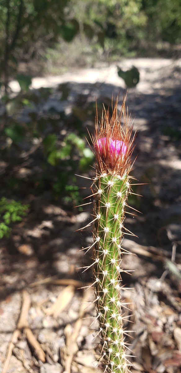 tunasdelsur's tweet photo. Collecting in #Catinga and São Francisco's dune systems is a mix of off-road adventure, gorgeous flora, adaptations and convergences! A glance in the photos: Passiflora luetzelburgii, Arrojadoa penicillata and Brasilicereus estevesii. https://t.co/L4P6UEzTgk