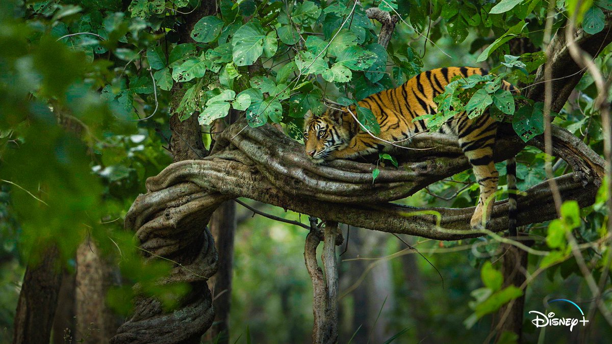 Disneynature's tweet photo. Check out the first-look at Disneynature’s newest film, Tiger, streaming on Disney+ in 2024. #EarthDay https://t.co/br6yN5m4KJ