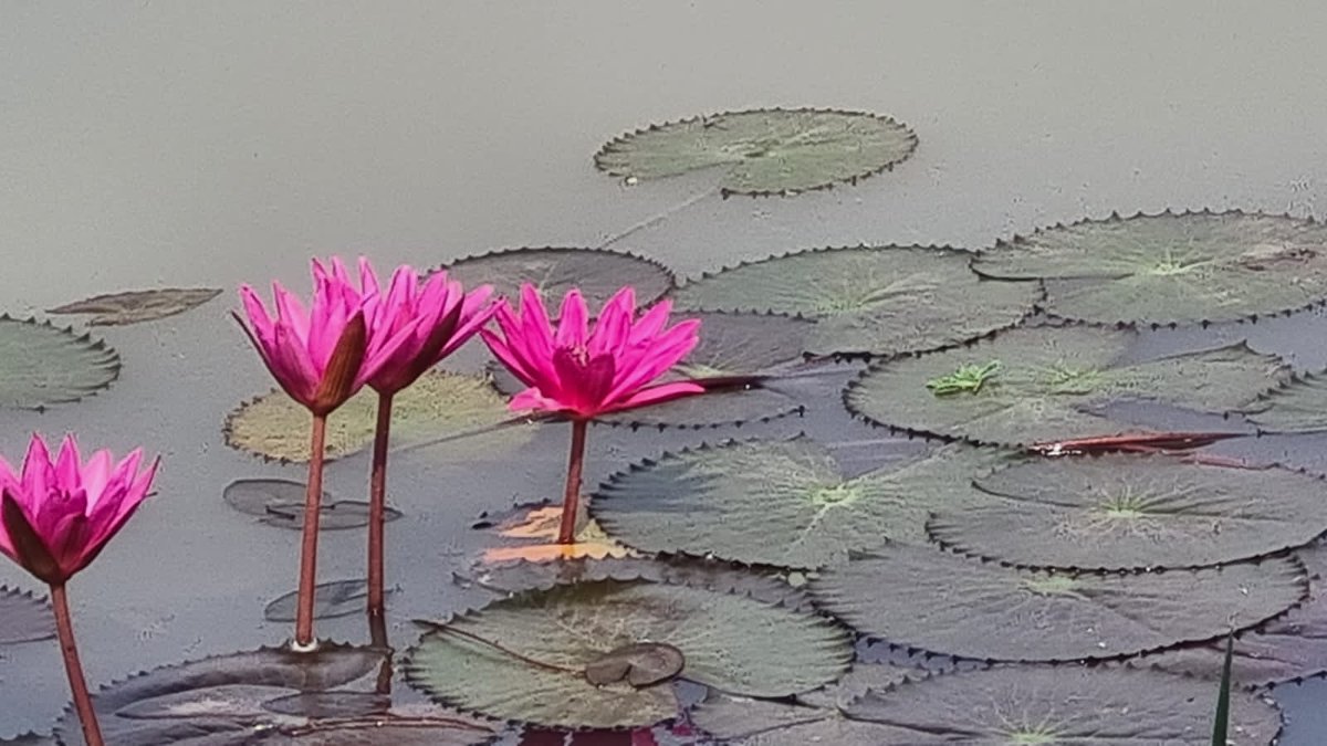 Manoj Sinha tweet media