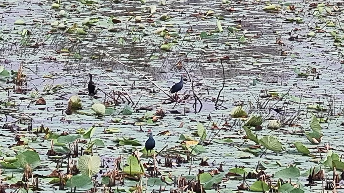 Manoj Sinha tweet media