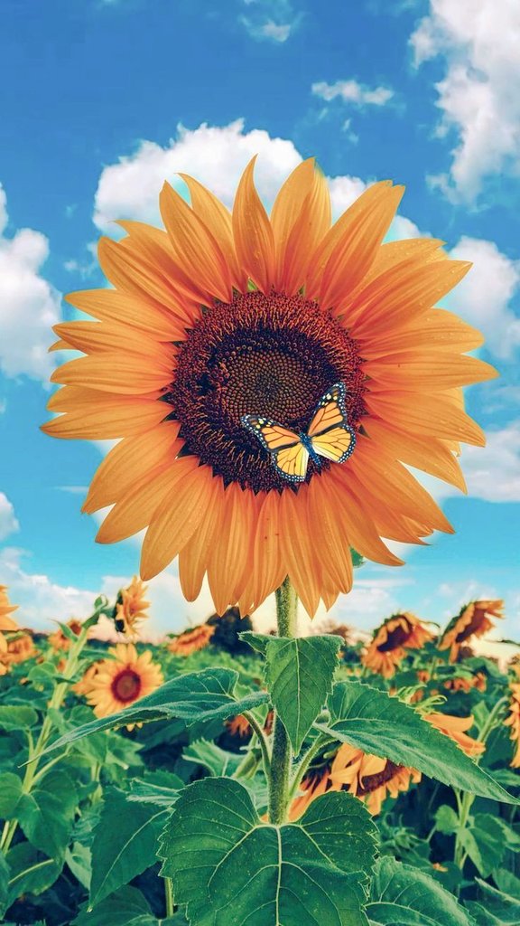 Good morning! 😊 Rise and shine! Be the one who brightens the day by spreading seeds of happiness. Hold your head high. You got this! 🤍