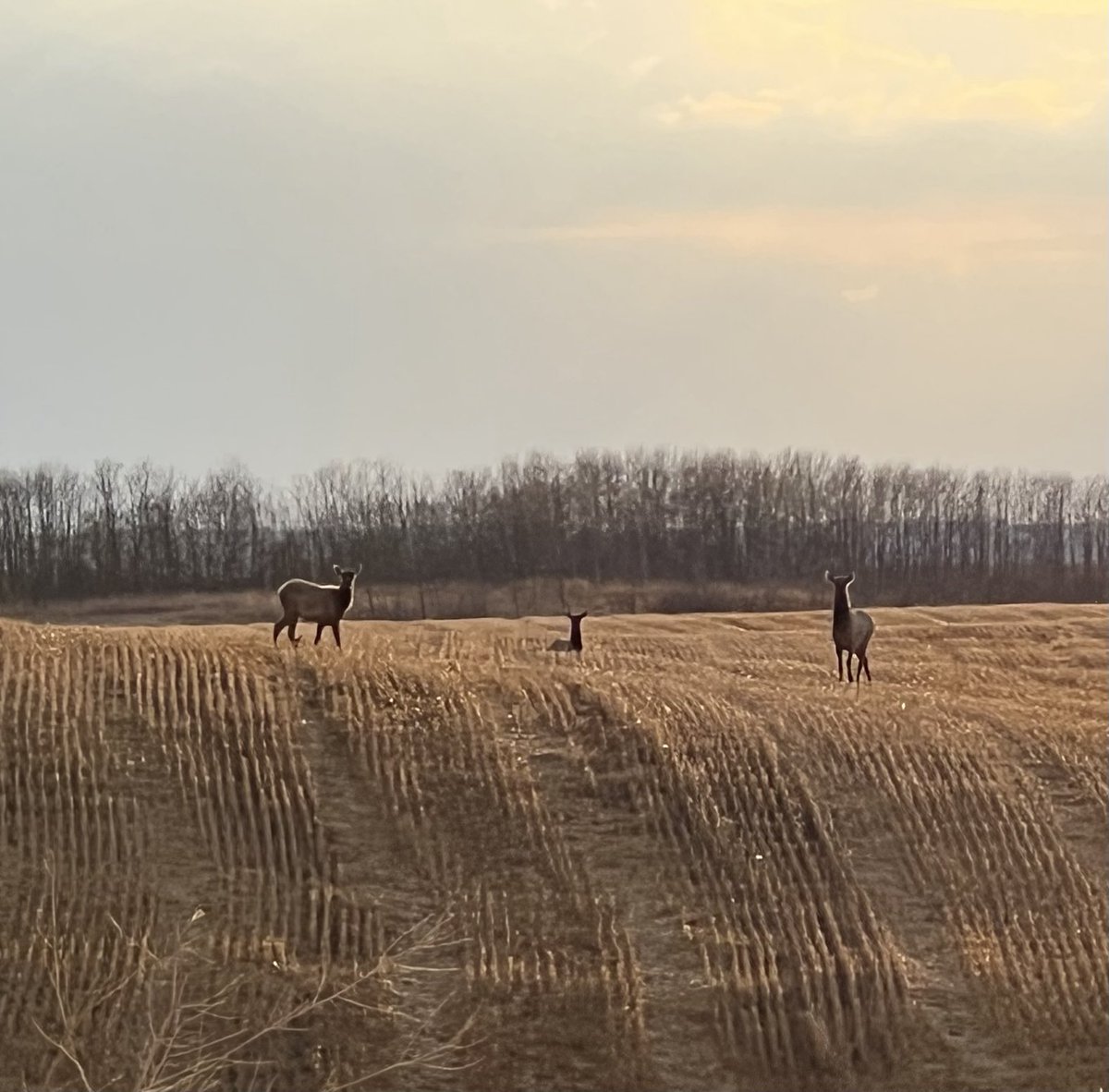 grassncows's tweet photo. Some funny cows on the way home. #notbeef https://t.co/8bOHvg8dxd
