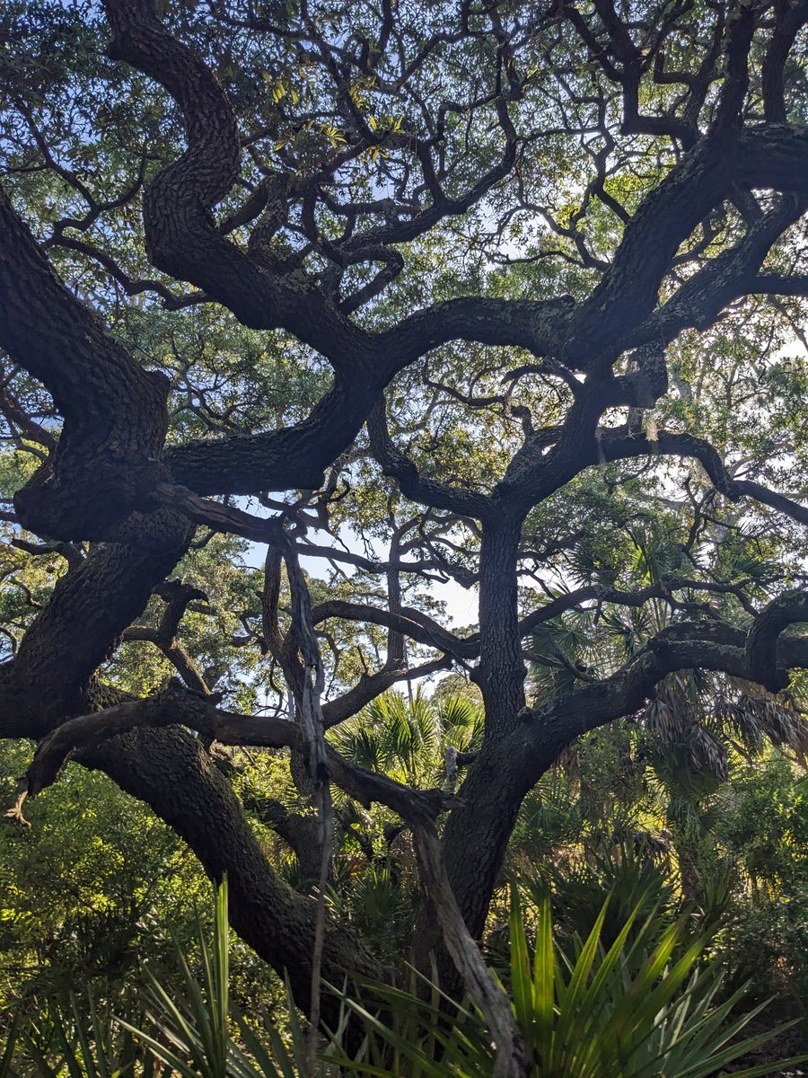 kevinsonger's tweet photo. Way out in the swamps looking for the #IvoryBilled woodpecker & coming across a beautiful, pristine coastal sandy oak (Quercus spp.) hammock. Blue sky above & saw palmetto below. Heaven on earth. https://t.co/KOvn3bmuxA