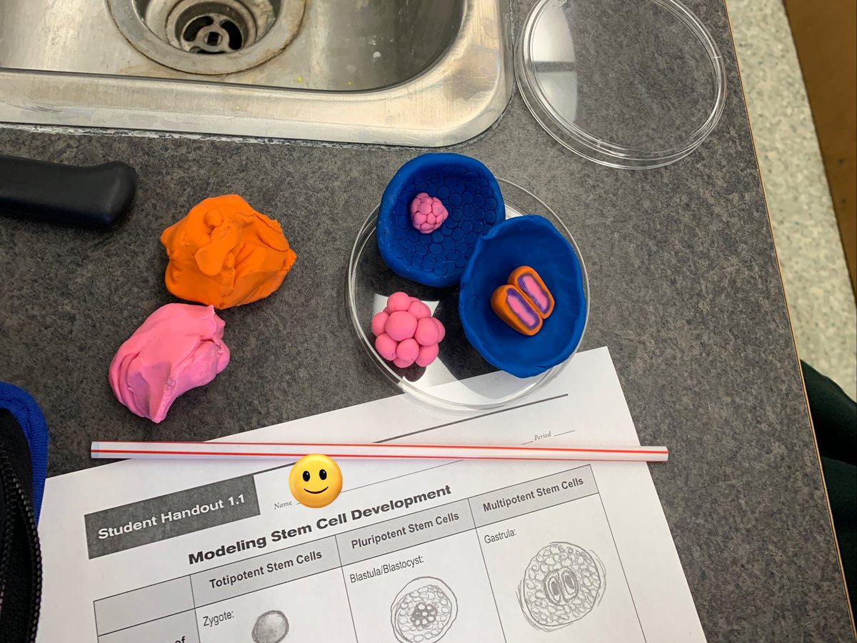 missjosephison's tweet photo. Some clay models of embryo development from earlier this week. The morulas and 3-layer gastrula’s turned out so good! #iteachbiology #bioEd #teach180 https://t.co/acgF6poWBy