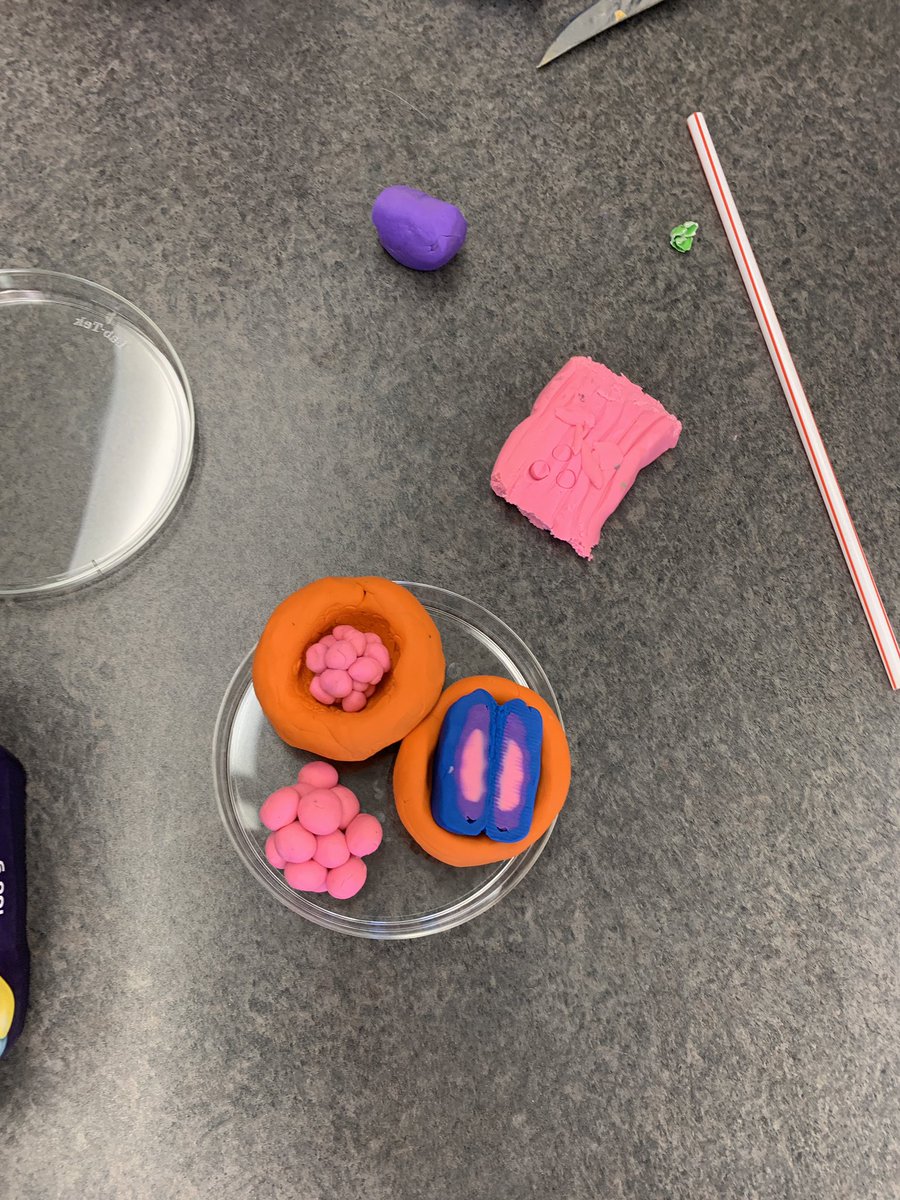 missjosephison's tweet photo. Some clay models of embryo development from earlier this week. The morulas and 3-layer gastrula’s turned out so good! #iteachbiology #bioEd #teach180 https://t.co/acgF6poWBy