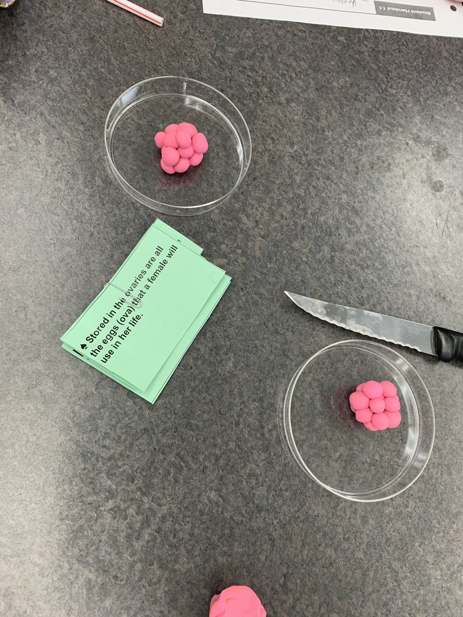 missjosephison's tweet photo. Some clay models of embryo development from earlier this week. The morulas and 3-layer gastrula’s turned out so good! #iteachbiology #bioEd #teach180 https://t.co/acgF6poWBy