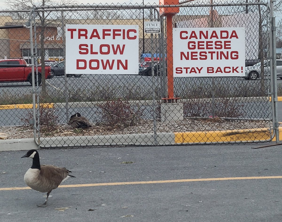 rxmaman's tweet photo. @kingstonist @MIHomeYGK Now this is how to treat and respect wildlife. Cornwall, Ontario.  Shopping plaza.  Dad is keeping watch on Mom lying on the nest.  Fence has been erected right around the A&amp;W drive-thru sign with signs you can't miss.  💕 https://t.co/6Mmx9bUdX6