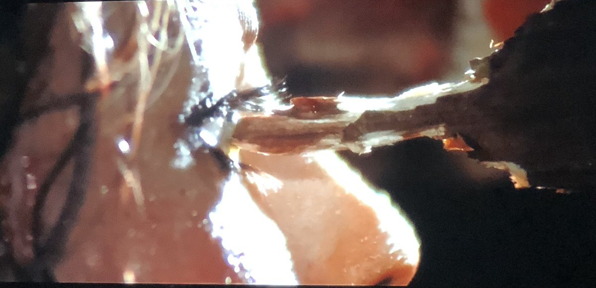littleleah78's tweet photo. Men just always want to finish in the eye. 🙄

#LearnToAim #Zombi
#TheLastDriveIn #MutantFam #FulciNight https://t.co/j3duuLgUem