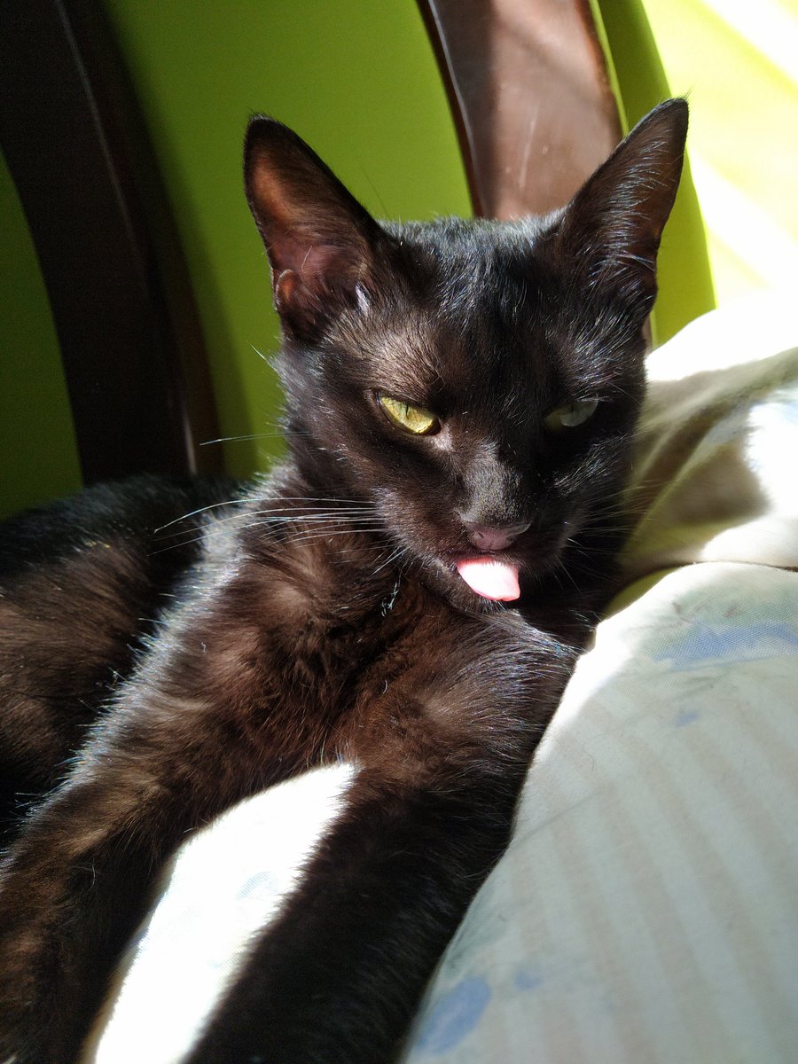 Jobe1098's tweet photo. @HA3010 Ayy que hermosa 😍

Yo también tengo a mi negrita 😍. Se llama Turmalina 🥺 https://t.co/KLieqyisVv