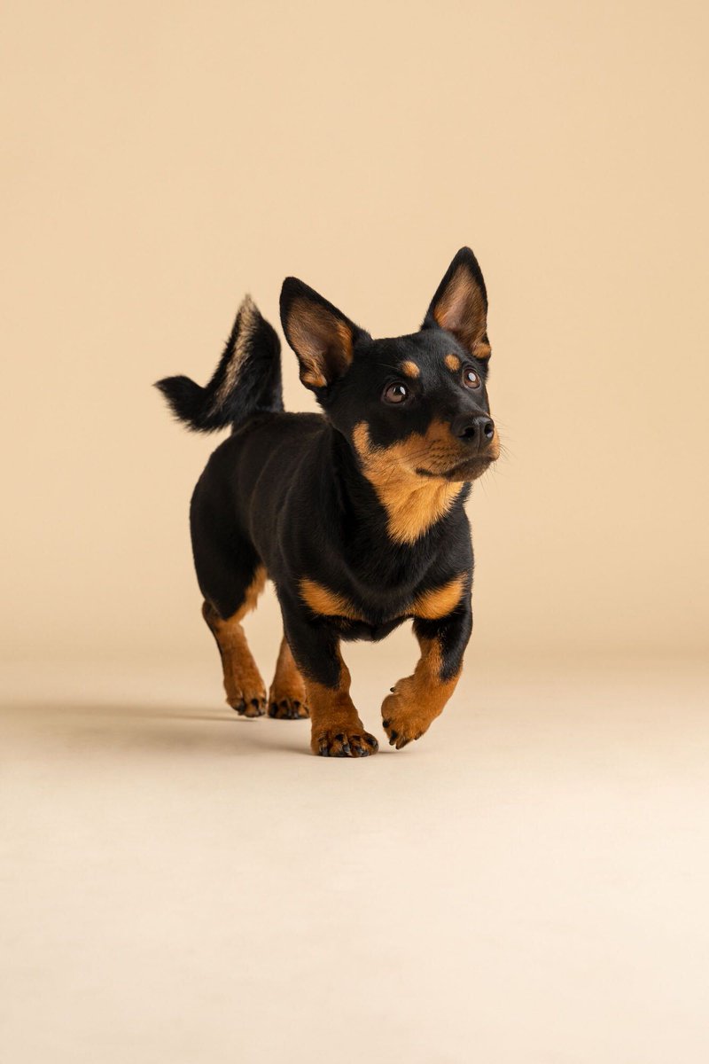 Big <a href="/akcdoglovers/">American Kennel Club</a> news: Lancashire Heelers were accepted to be the 201st breed of the AKC  in the Herding group — effective in 2024. At 9-17 lbs, and 10-12 in tall, they're the new smallest Herder. 🥹

This is Gambit, a Lancashire Heeler featured on our website. Congrats, buddy.