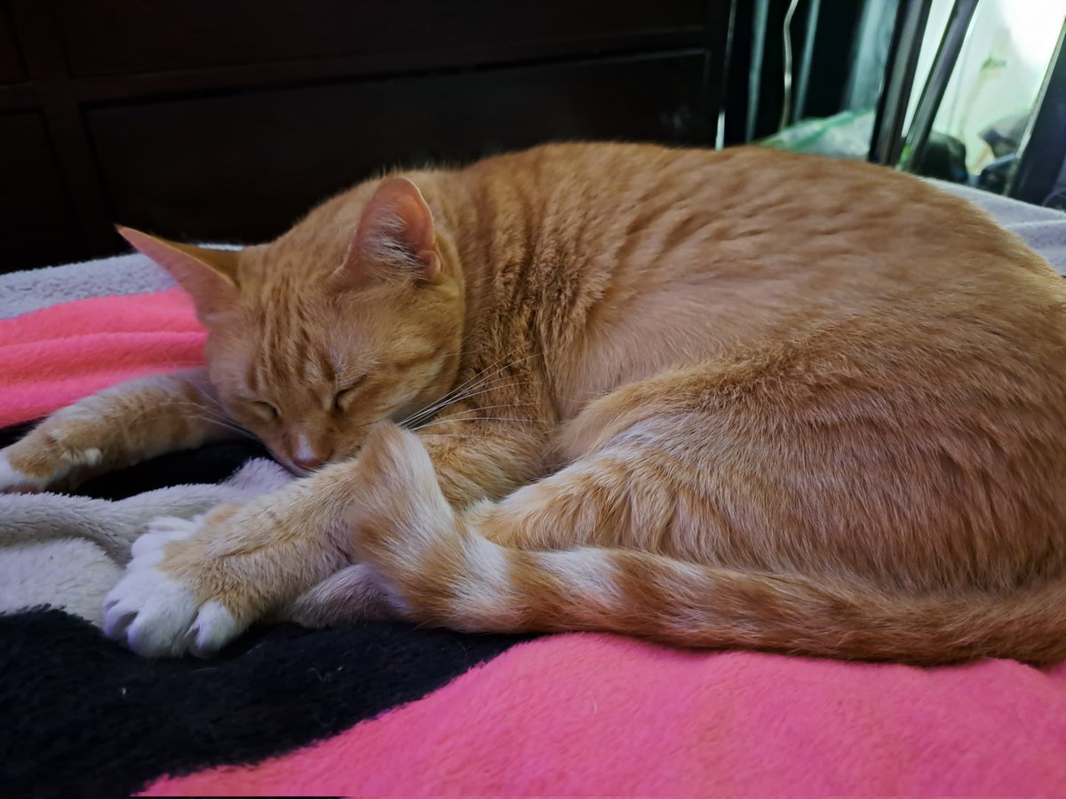 koolkittycats_'s tweet photo. She's just sleeping!!! I'm sure she'll start spazzing soon!! It's about that time of afternoon bahahha ..have a great and wonderfully weekend everyone with your furry friends!!
#MuchLove #coolkittys #coolcats #coolkats #koolkats #pusspuss #ogpusspuss #orangecat #krangekittycat https://t.co/0hNDEsuVoU