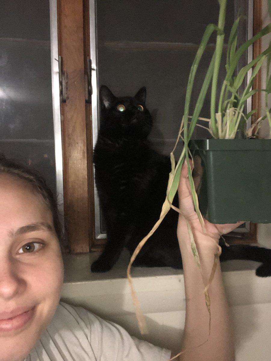 jvg5961's tweet photo. #drfoxcall This is my boyfriend’s cat and I looking at some cat grass that is suffering from lack of water. The scientific term is drought, and it is when plants are not receiving enough water to keep their processes alive, in this case leading to foliage die off. https://t.co/DXif6sY2O3